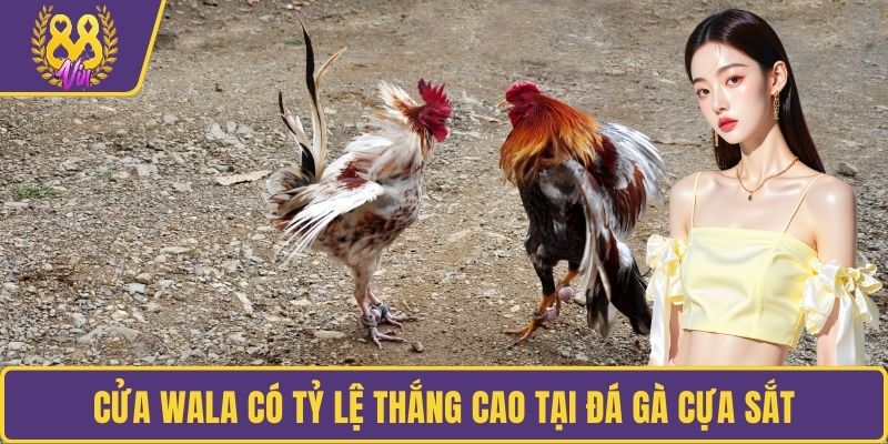 Cửa Wala có tỷ lệ thắng cao tại đá gà cựa sắt