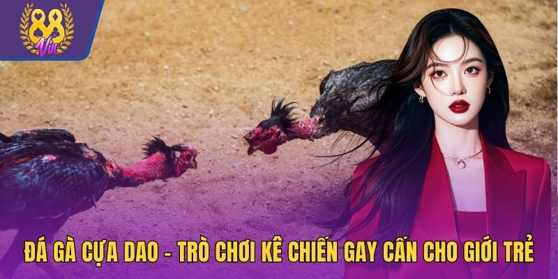 Đá gà cựa dao