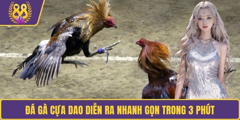Đá gà cựa dao diễn ra nhanh gọn trong 3 phút