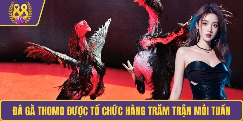 Đá gà Thomo được tổ chức hàng trăm trận mỗi tuần